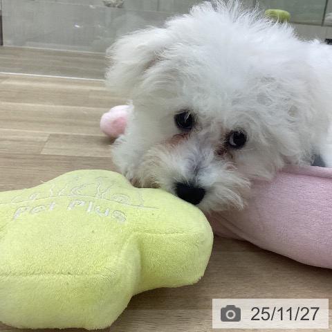 ビション・フリーゼの写真