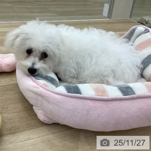 ビション・フリーゼの写真