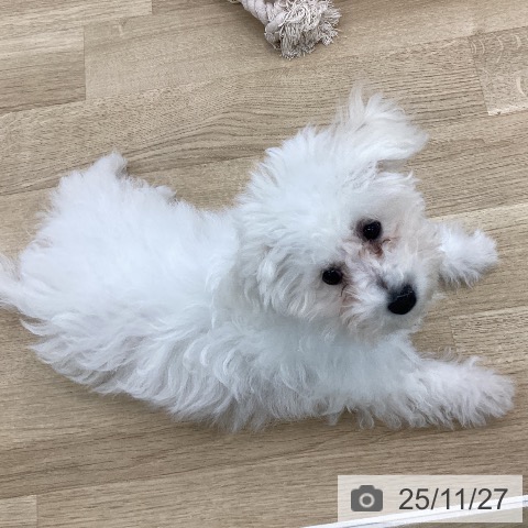 ビション・フリーゼの写真