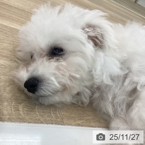 ビション・フリーゼの写真