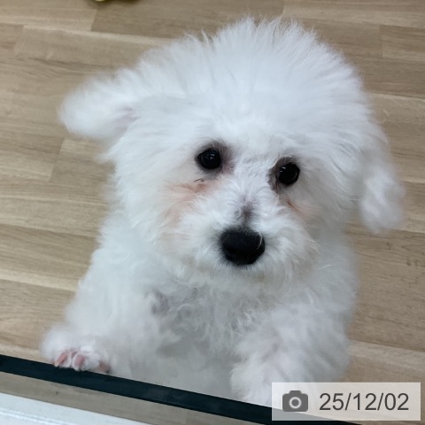 ビション・フリーゼの写真