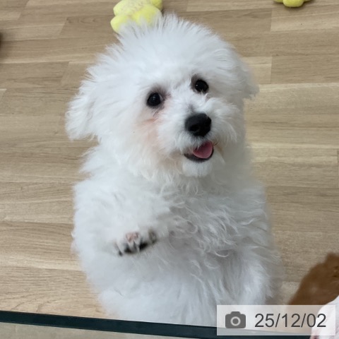 ビション・フリーゼの写真