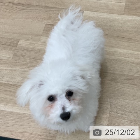 ビション・フリーゼの写真