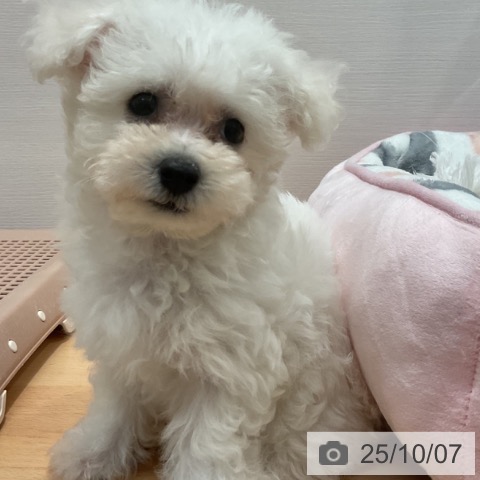 ビション・フリーゼの写真