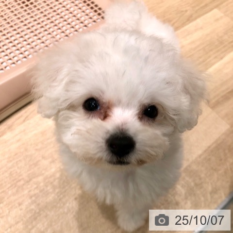 ビション・フリーゼの写真