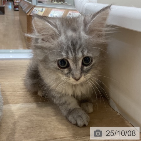 サイベリアンの写真