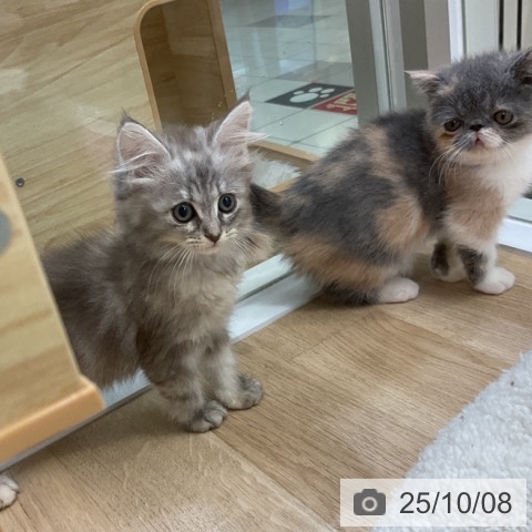 サイベリアンの写真
