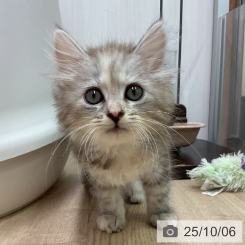 サイベリアンの写真