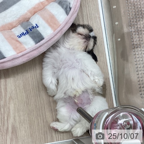 シー・ズーの写真