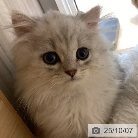 ペルシャの写真