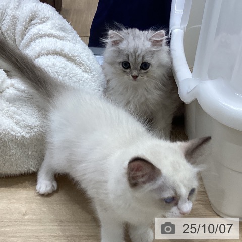 ペルシャの写真