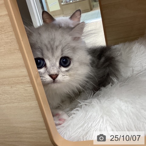 ペルシャの写真