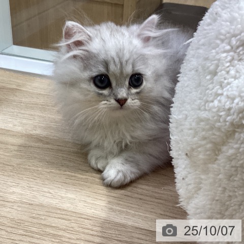ペルシャの写真