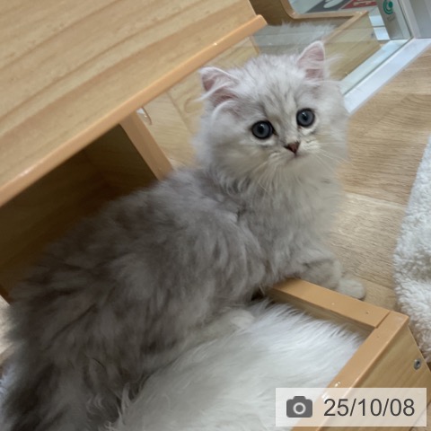 ペルシャの写真