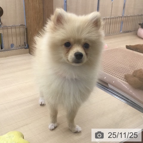 ポメラニアンの写真