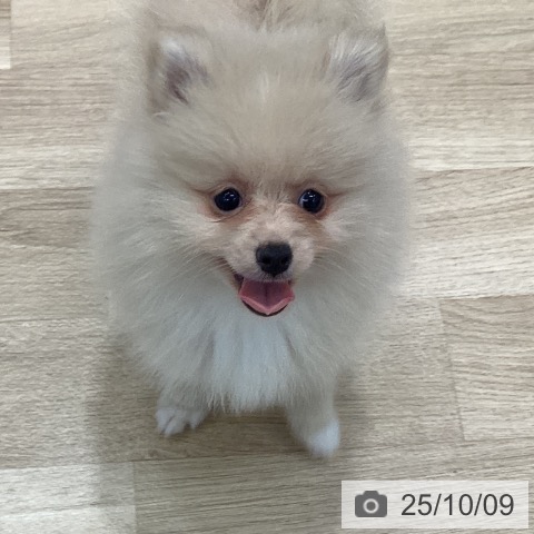 ポメラニアンの写真