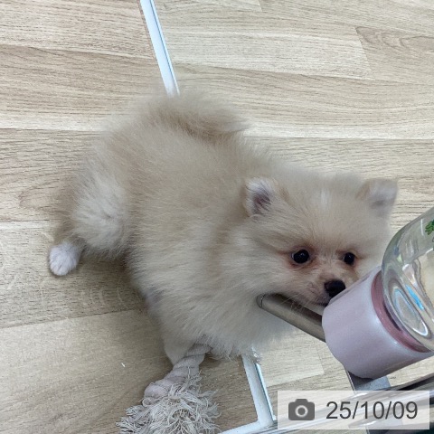 ポメラニアンの写真