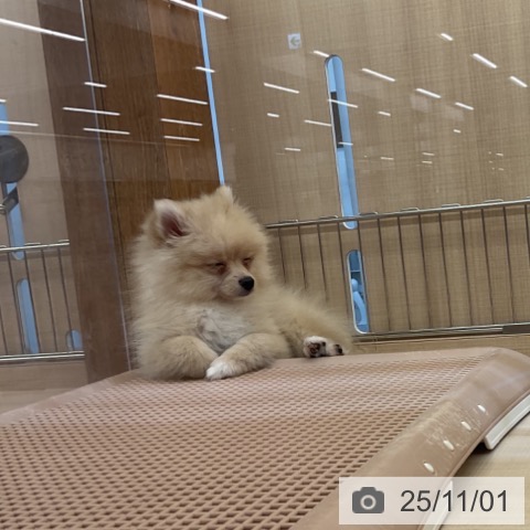 ポメラニアンの写真