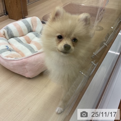ポメラニアンの写真
