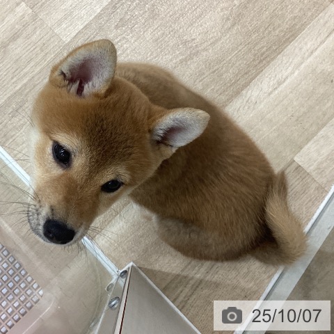 柴の写真