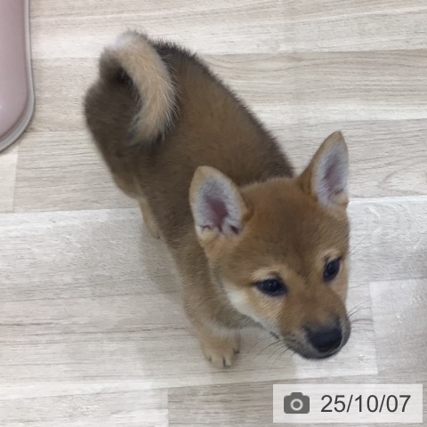 柴の写真