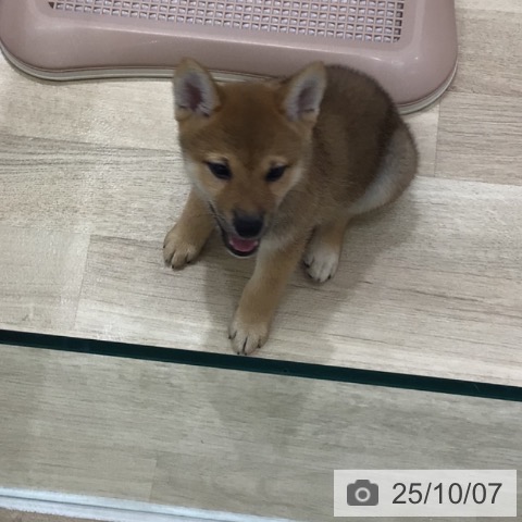 柴の写真