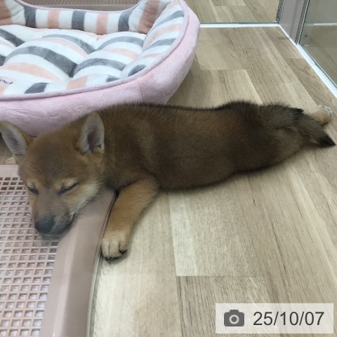 柴の写真