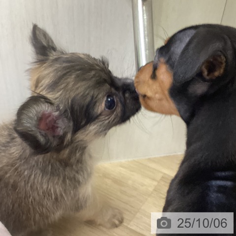 チワワの写真