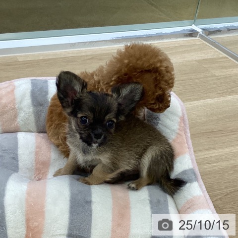 三重県のチワワ(ロング) (ペットプラス 四日市泊店/2025年8月7日生まれ/男の子/セーブル)の子犬の4枚目の画像