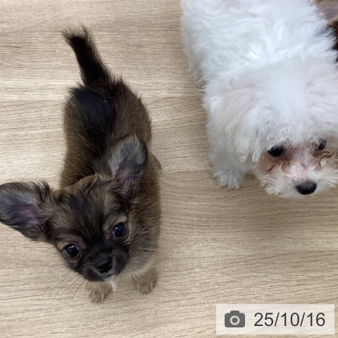 三重県のチワワ(ロング) (ペットプラス 四日市泊店/2025年8月7日生まれ/男の子/セーブル)の子犬の3枚目の画像