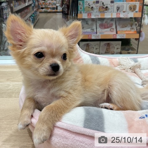 福井県のチワワ(ロング) (ペットプラス 福井店/2025年8月3日生まれ/男の子/クリームホワイト)の子犬の4枚目の画像