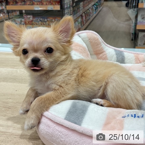 福井県のチワワ(ロング) (ペットプラス 福井店/2025年8月3日生まれ/男の子/クリームホワイト)の子犬の3枚目の画像