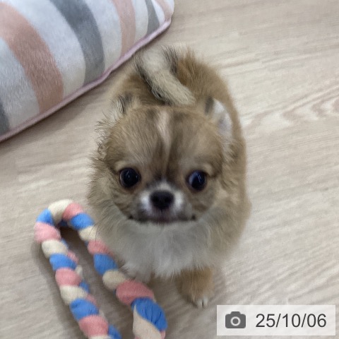 チワワの写真