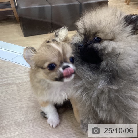 チワワの写真