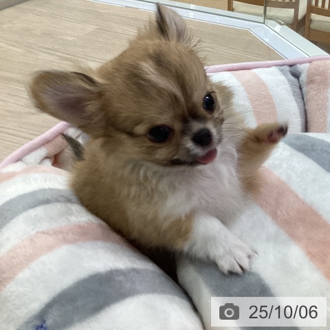 チワワの写真