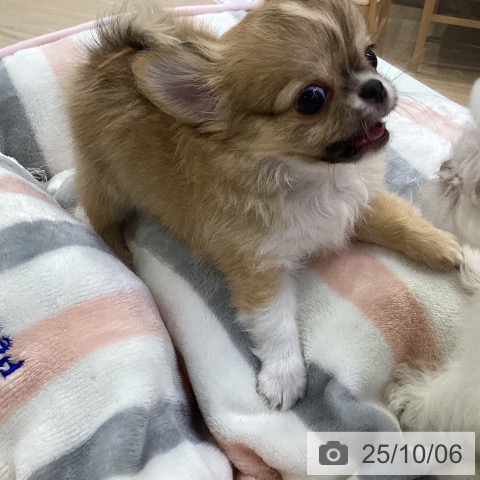 チワワの写真