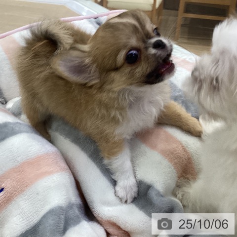 チワワの写真