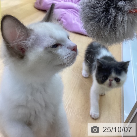ラグドールの写真