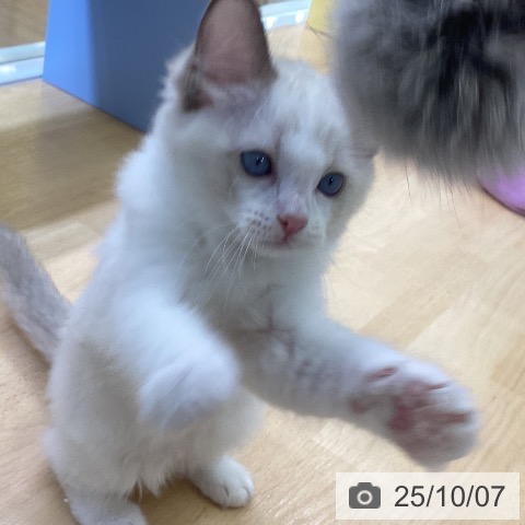 ラグドールの写真
