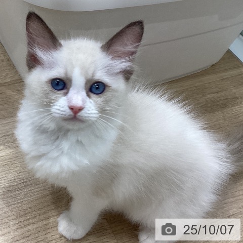 ラグドールの写真