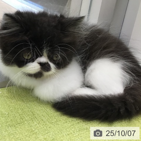 エキゾチックの写真