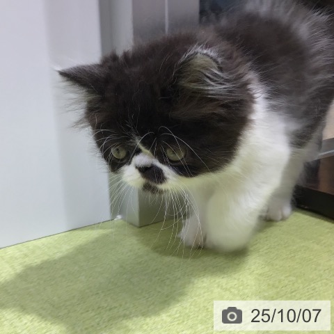 エキゾチックの写真