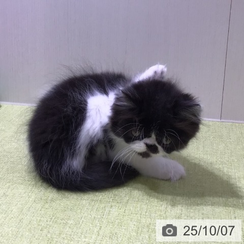 エキゾチックの写真