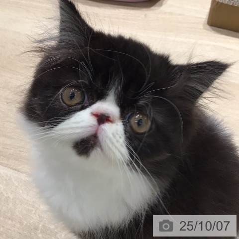 エキゾチックの写真