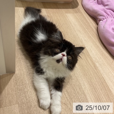 エキゾチックの写真