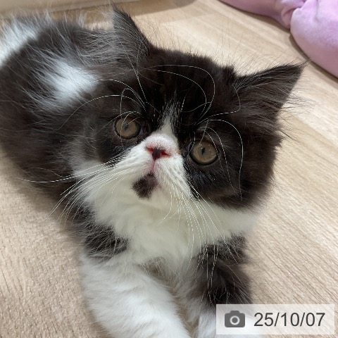 エキゾチックの写真
