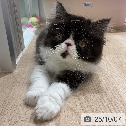 エキゾチックの写真