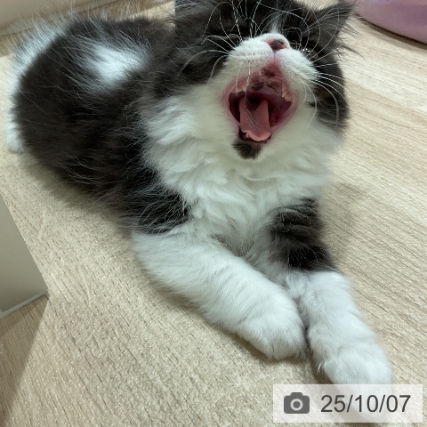 エキゾチックの写真