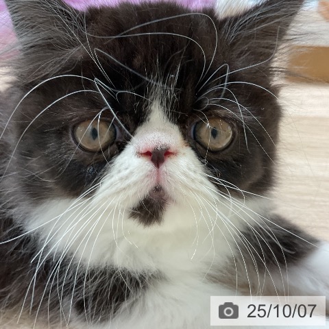 エキゾチックの写真