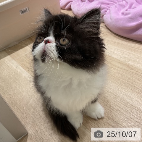 エキゾチックの写真